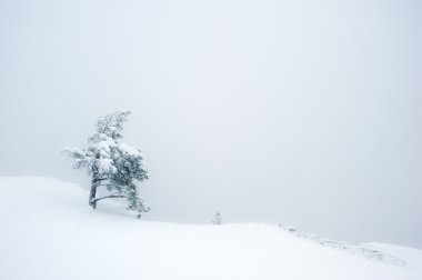 Tree on a mountain cliff clipart