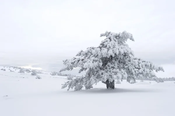 Zimní scenics — Stock fotografie