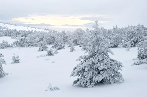 Nieve de invierno —  Fotos de Stock