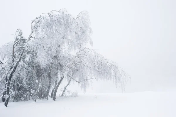 Wintersneeuw — Stockfoto