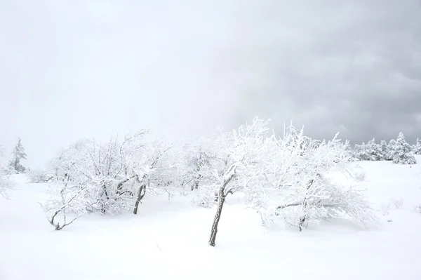 冬季造雪 — 图库照片
