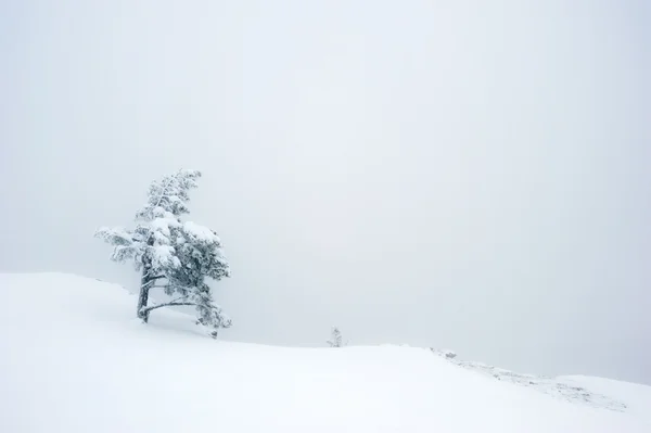 Baum auf einer Bergklippe — Stockfoto