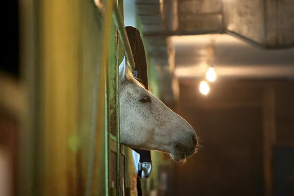 Horseshoe — Stock Photo, Image