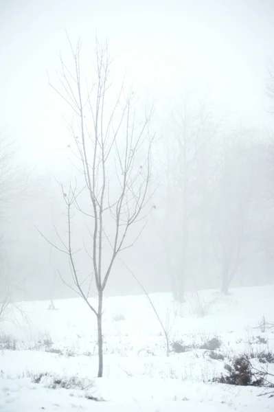 Winter sneeuw park — Stockfoto