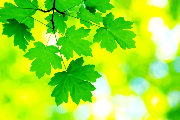 Leaves Maple Tree Spring — Stock fotografie