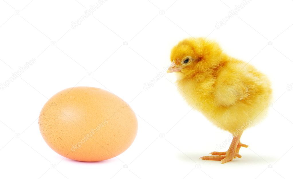 one chicken with egg isolated on white. 