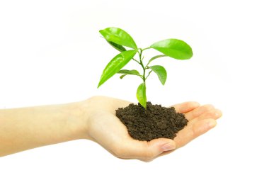 Plant in hand clipart