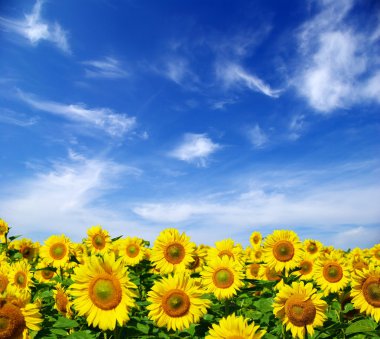 Sunflower field clipart