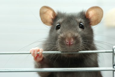 Funny rat clipart