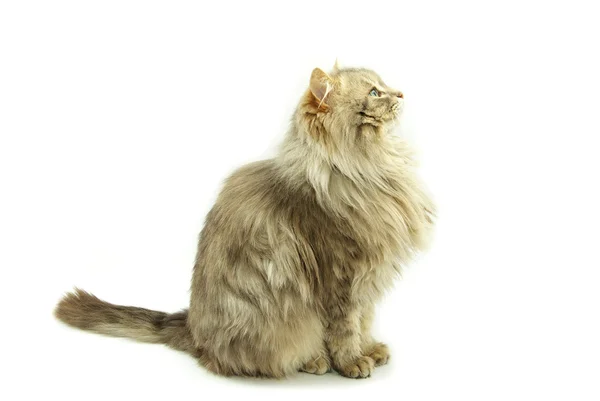 Fundo Desenho De Um Gato Siamês Branco Fundo, Imagem De Gato Para Imprimir  Imagem de plano de fundo para download gratuito