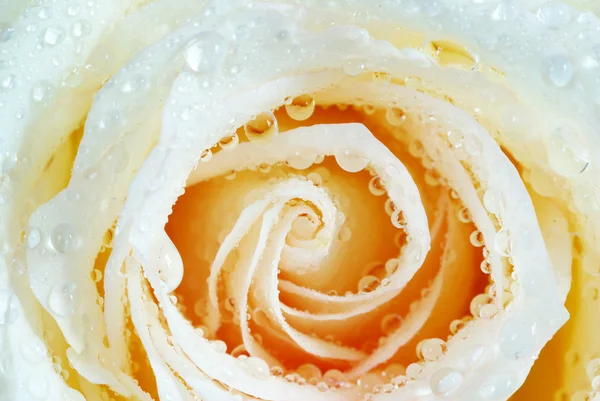 Rosa con gocce — Foto Stock