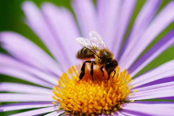 Çiçek ve arı — Stok fotoğraf