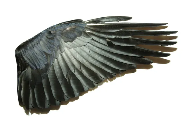 Крылья — стоковое фото