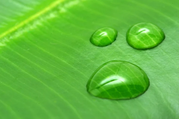 stock image Drops on plant