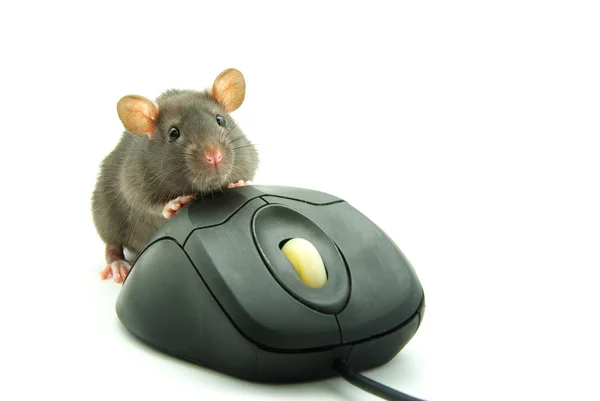 Компьютерные мыши — стоковое фото