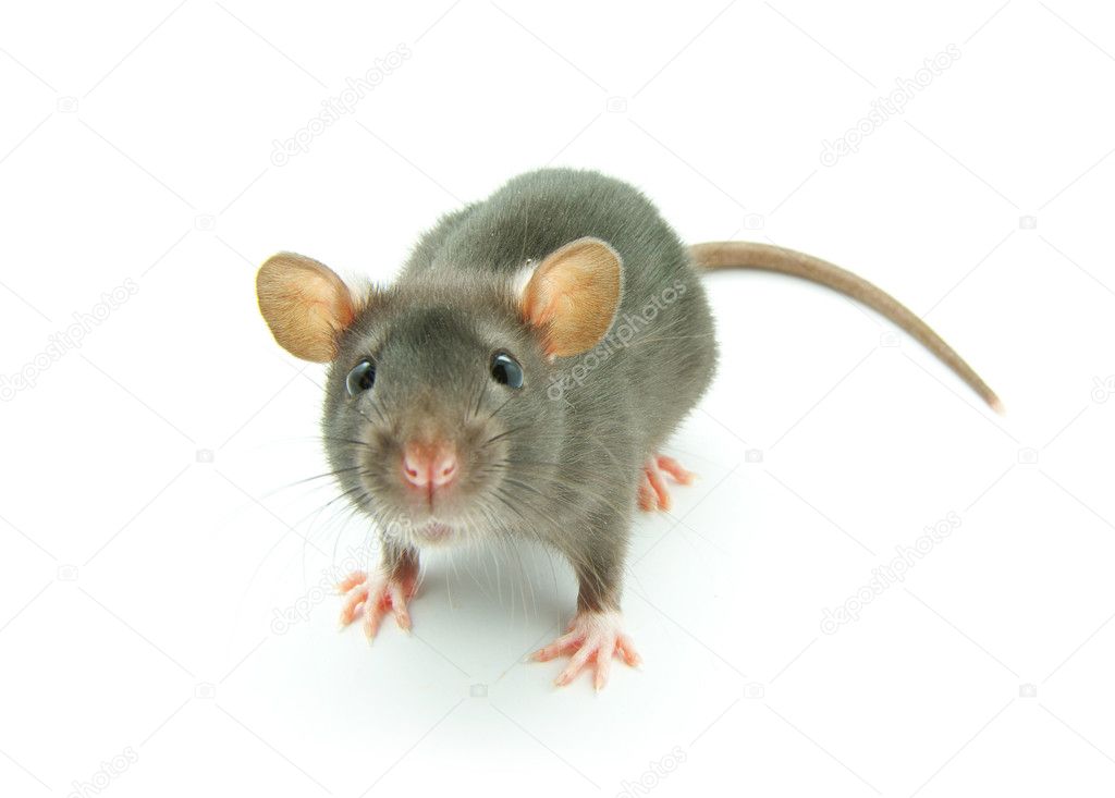 Funny rat