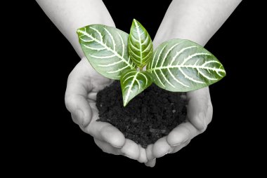 Plant in hands clipart