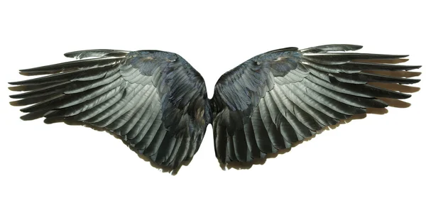 Křídla — Stock fotografie