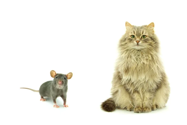 Rat et chat — Photo