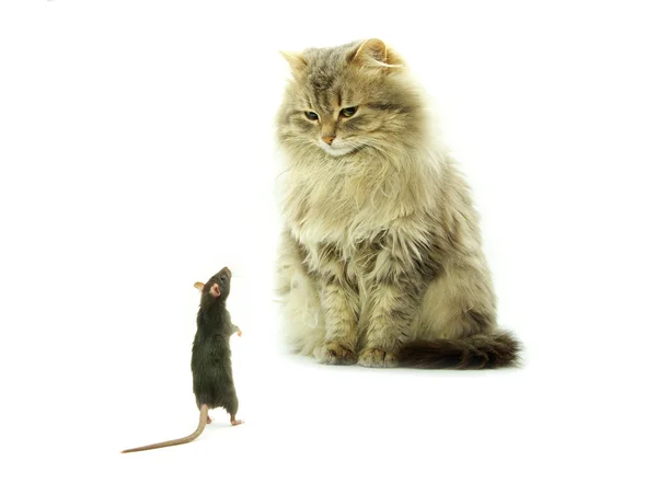 Cat and rat — Stock Photo, Image