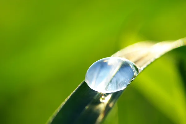 Dew drop op gras — Stockfoto
