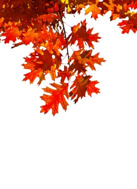 Autumn leaves clipart