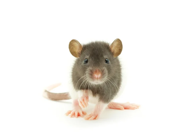 大鼠 — 图库照片