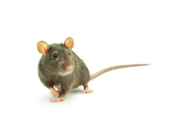 Rato — Fotografia de Stock