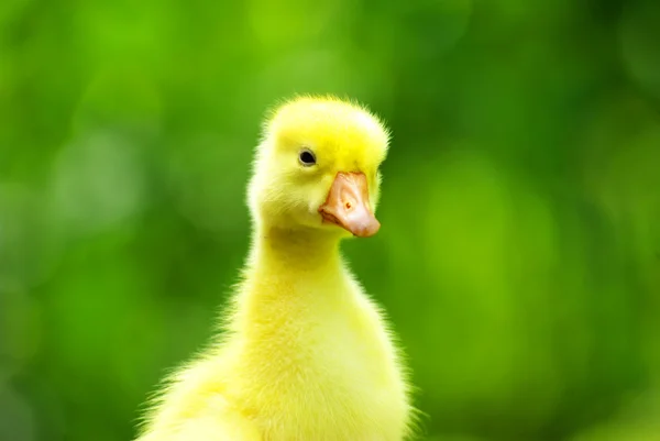 Carino gosling — Foto Stock