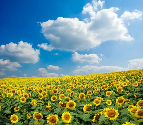 Zonnebloem veld — Stockfoto