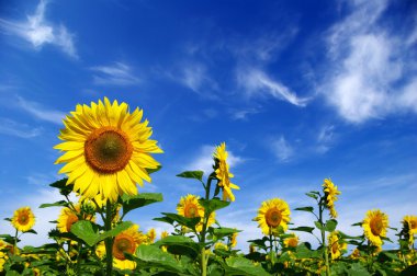 Sunflower field clipart