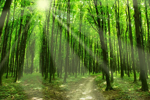 stock image Forest