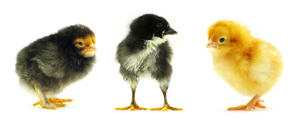 Kyckling — Stockfoto