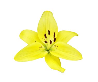 Lily clipart