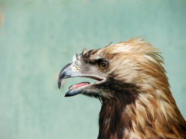 kartal