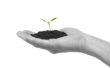 Plant in hand clipart