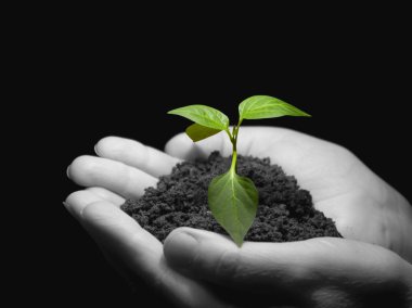 Plant in hands clipart