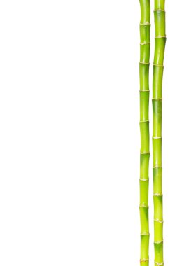 Bamboo clipart