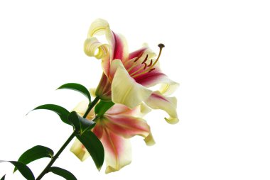 Pink lily clipart