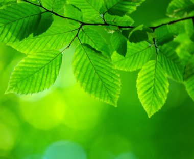 Green leaves clipart