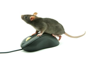 bilgisayar mouse fare