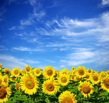 Sunflower field clipart