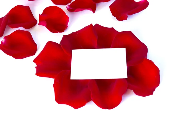 Petals rose — Stock Photo, Image