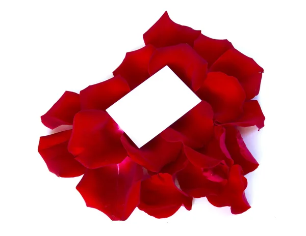Petals rose — Stock Photo, Image