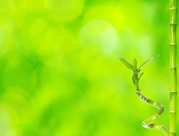 美しい竹 — ストック写真