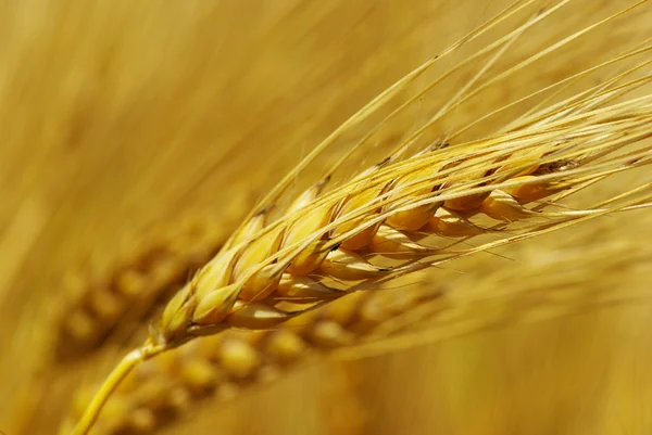 Grain — Stock Photo, Image