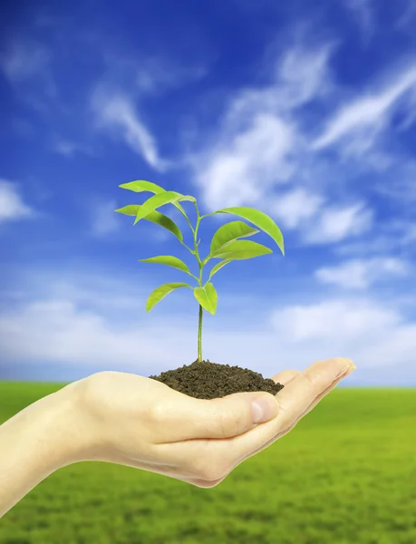 stock image Plant in hand