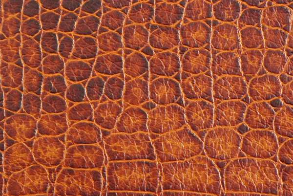 Крокодиловая текстура — стоковое фото