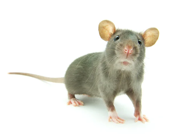 Rat — Stockfoto