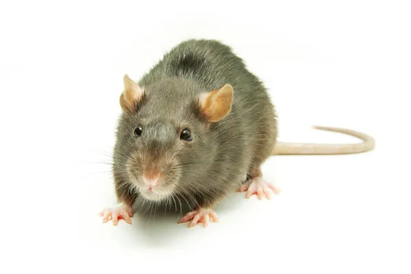 Roliga råtta — Stockfoto